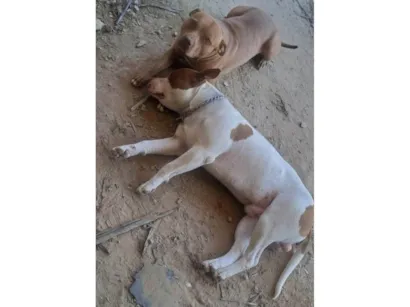 Cachorro raça Pit-Bull idade 1 ano nome Ricardo