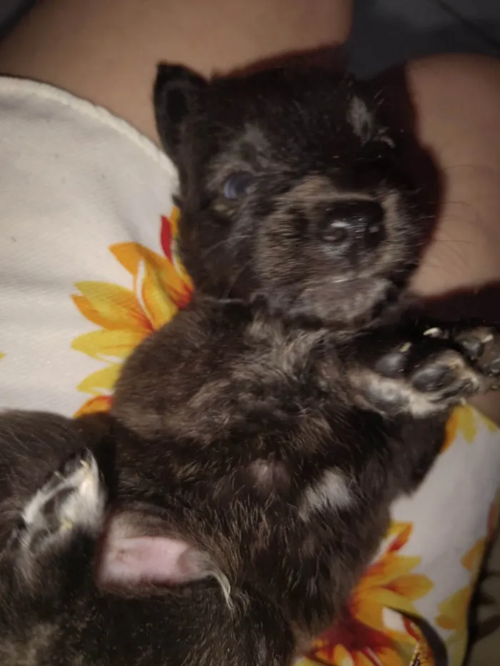 Cachorro raça SRD-ViraLata idade 2 a 6 meses nome Sem nome