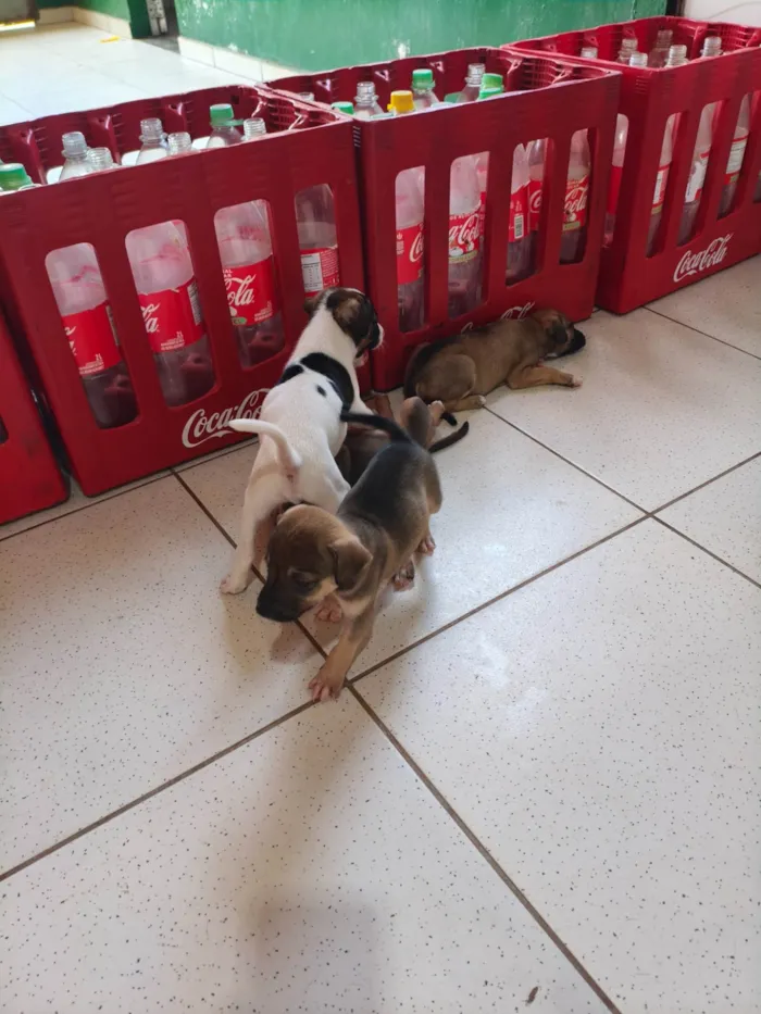 Cachorro raça SRD-ViraLata idade 2 a 6 meses nome Filhotes 