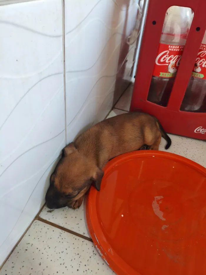 Cachorro raça SRD-ViraLata idade 2 a 6 meses nome Filhotes 