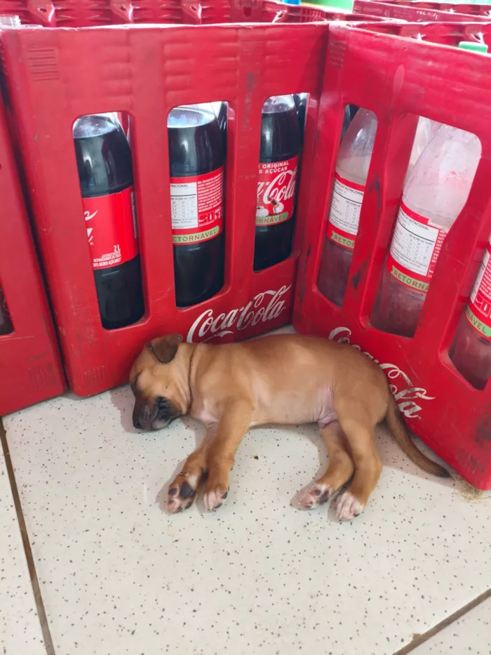 Cachorro raça SRD-ViraLata idade 2 a 6 meses nome Filhotes 