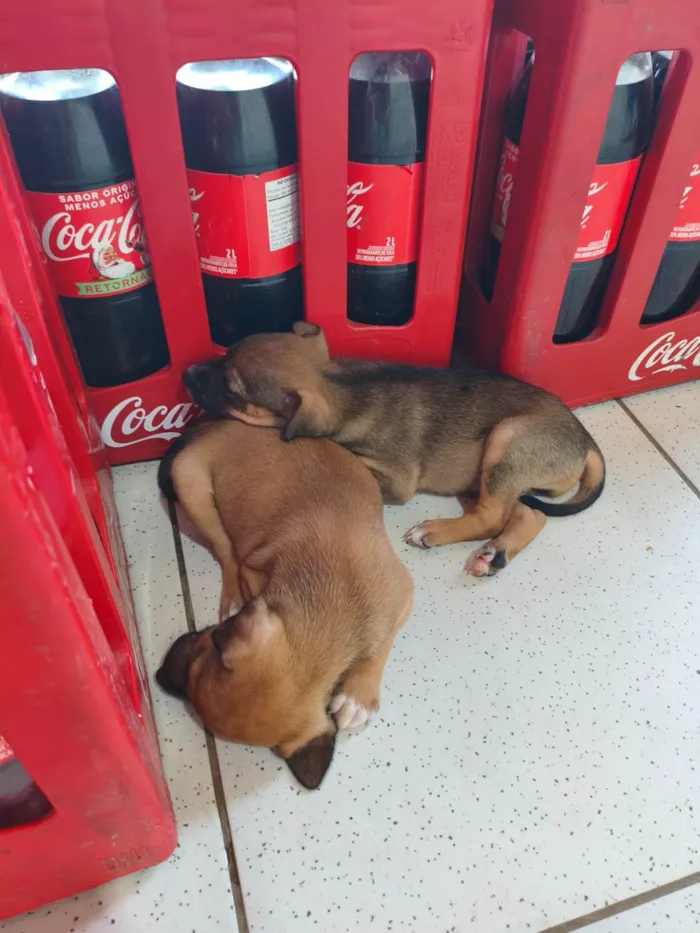 Cachorro raça SRD-ViraLata idade 2 a 6 meses nome Filhotes 