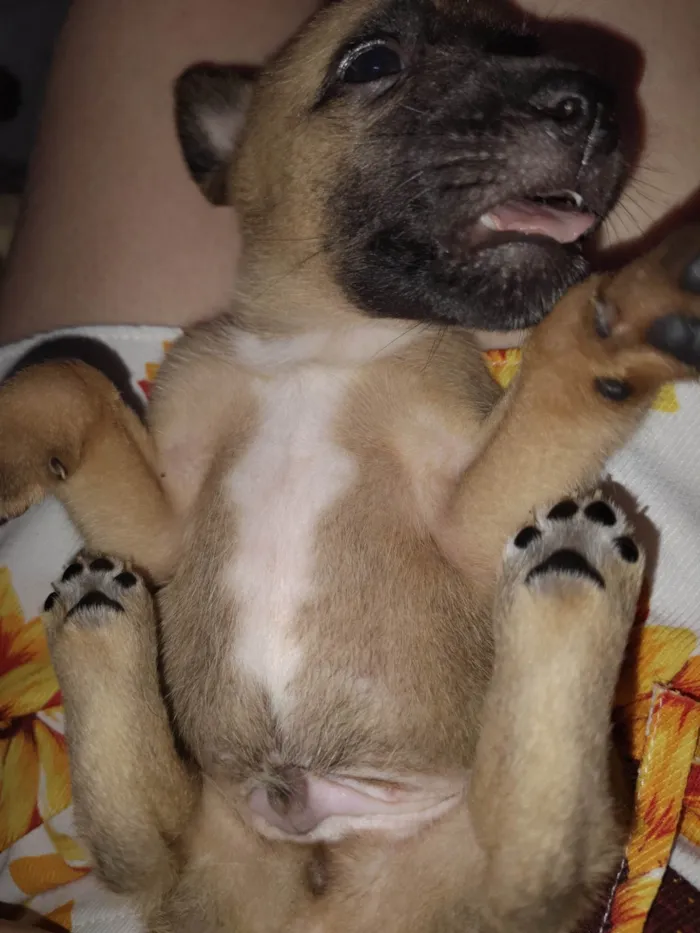 Cachorro raça SRD-ViraLata idade 2 a 6 meses nome Sem nome