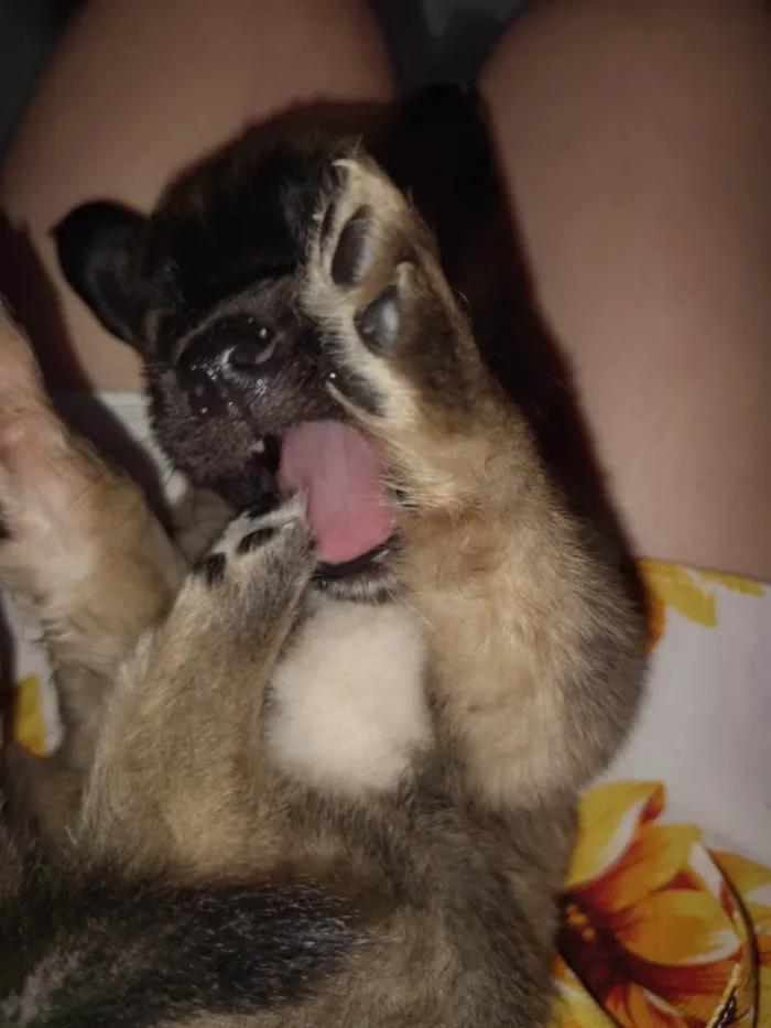 Cachorro raça SRD-ViraLata idade 2 a 6 meses nome Sem nome