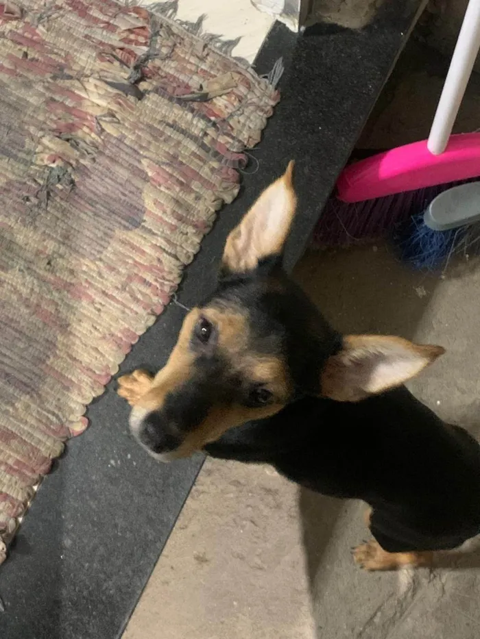 Cachorro raça SRD-ViraLata idade 2 a 6 meses nome Negresco