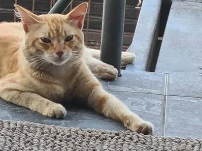 Gato raça Exótico idade 1 ano nome Garfield