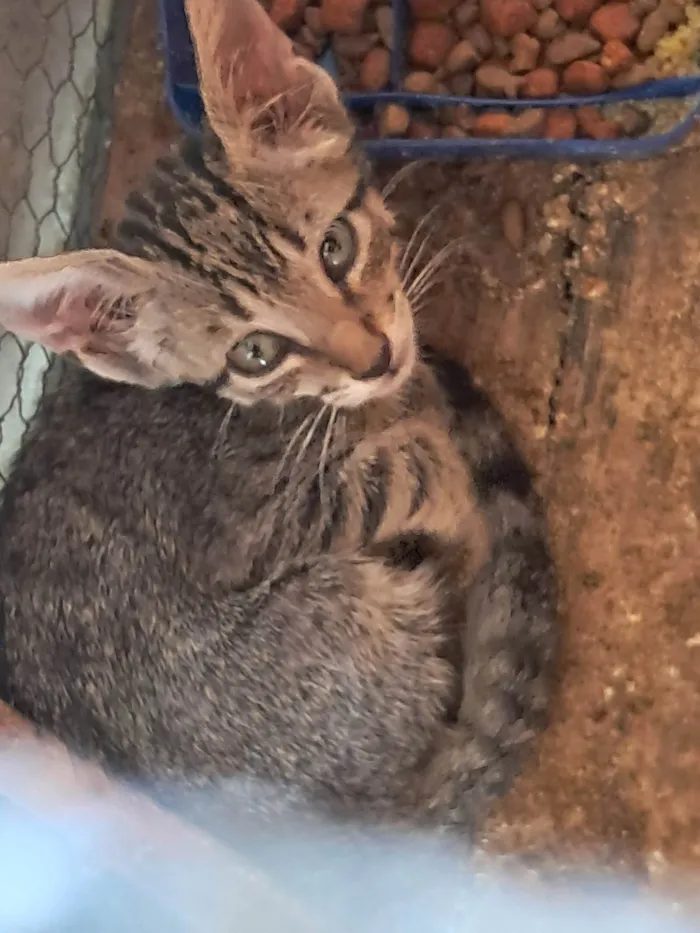 Gato raça SRD-ViraLata idade 2 a 6 meses nome Sem nome