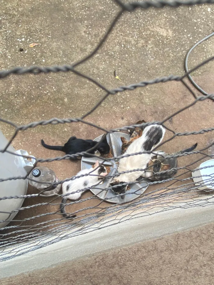 Gato ra a SRD-ViraLata idade Abaixo de 2 meses nome Não tem 