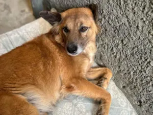 Cachorro raça SRD-ViraLata idade 5 anos nome Liz