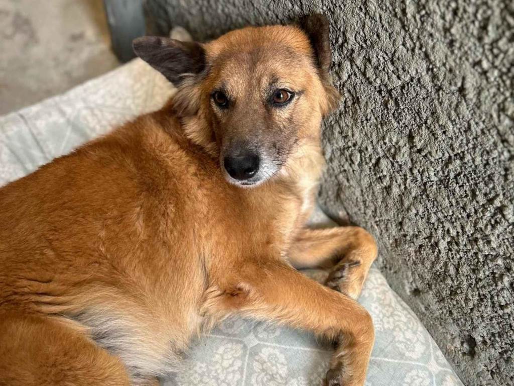 Cachorro raça SRD-ViraLata idade 5 anos nome Liz