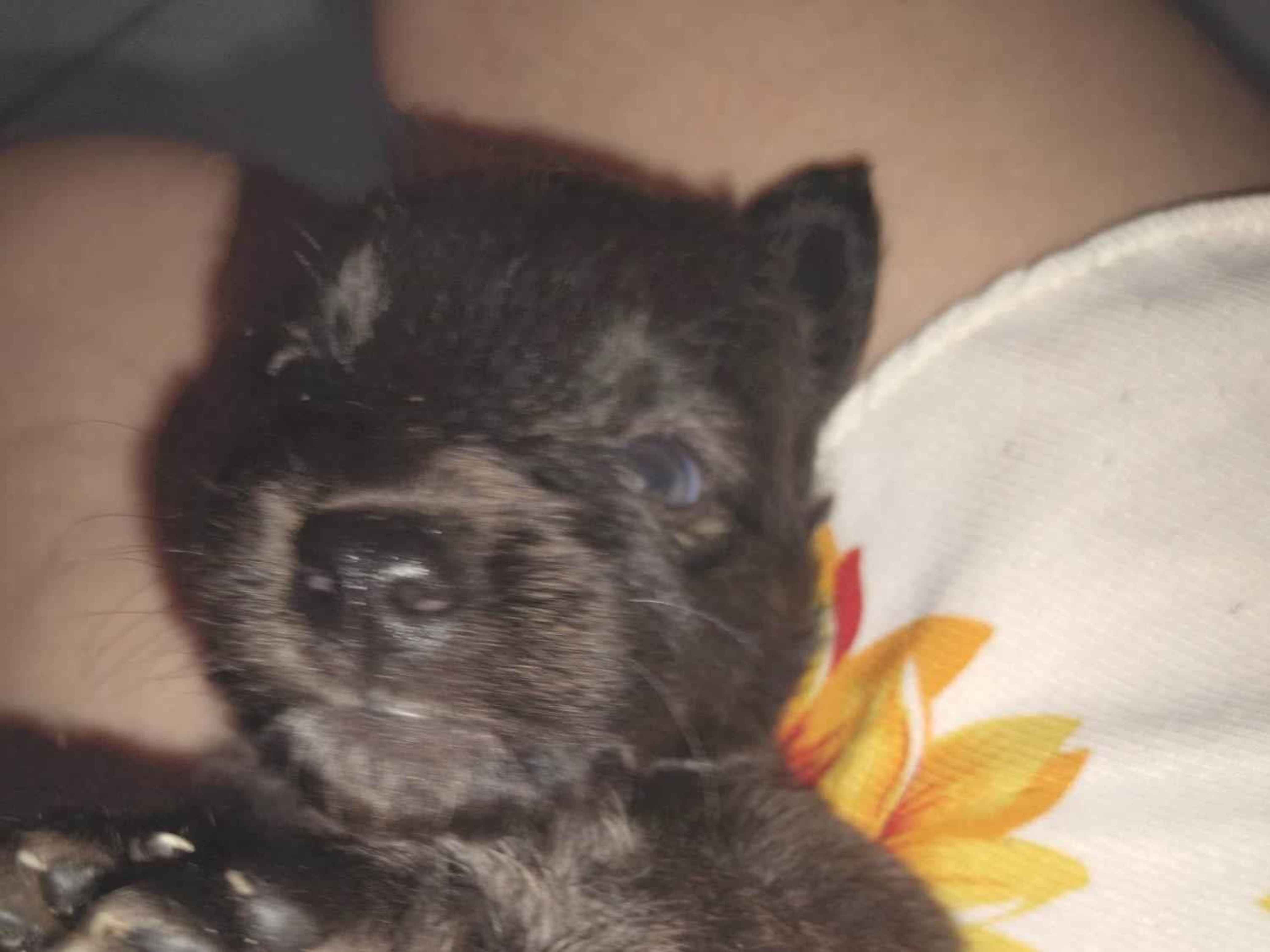 Cachorro raça SRD-ViraLata idade 2 a 6 meses nome Sem nome