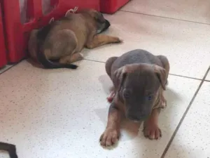 Cachorro raça SRD-ViraLata idade 2 a 6 meses nome Filhotes 