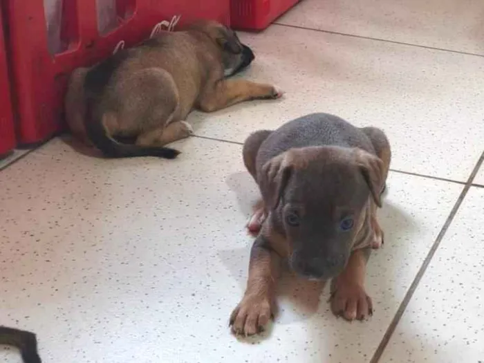 Cachorro raça SRD-ViraLata idade 2 a 6 meses nome Filhotes 