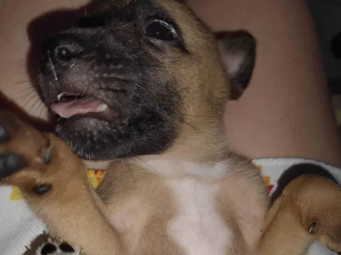 Cachorro raça SRD-ViraLata idade 2 a 6 meses nome Sem nome