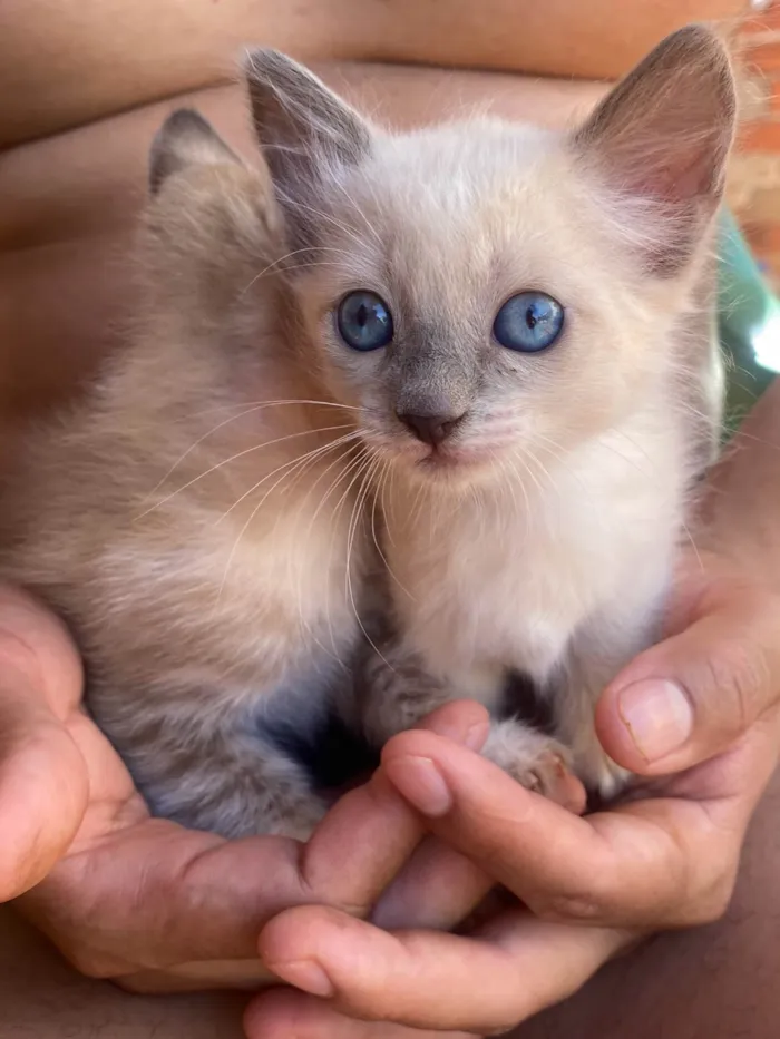 Gato raça SRD-ViraLata idade 2 a 6 meses nome Não tem nome 