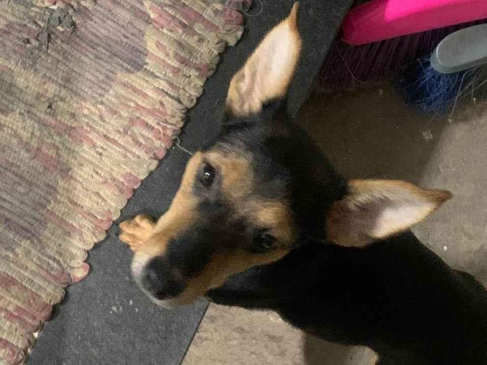 Cachorro raça SRD-ViraLata idade 2 a 6 meses nome Negresco