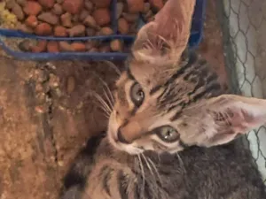 Gato raça SRD-ViraLata idade 2 a 6 meses nome Sem nome