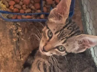 Gato raça SRD-ViraLata idade 2 a 6 meses nome Sem nome