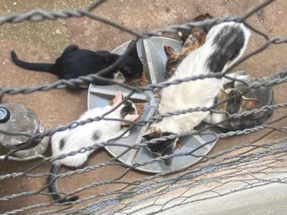 Gato raça SRD-ViraLata idade Abaixo de 2 meses nome Não tem 