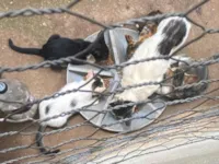 Gato ra a SRD-ViraLata idade Abaixo de 2 meses nome Não tem 