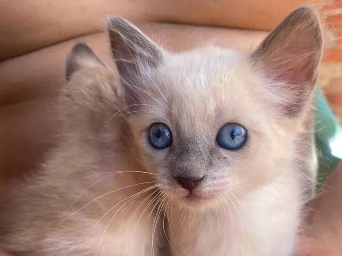 Gato raça SRD-ViraLata idade 2 a 6 meses nome Não tem nome 