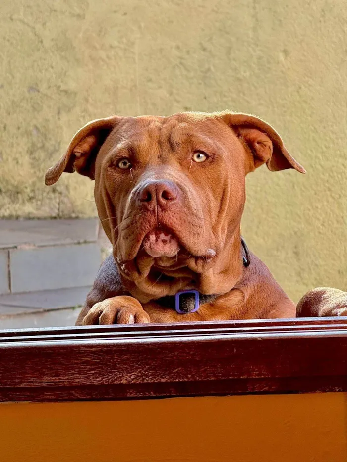 Cachorro ra a Pit-Bull idade 7 a 11 meses nome Noah