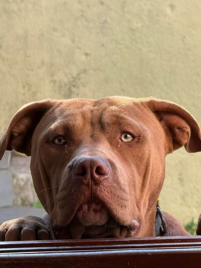 Cachorro ra a Pit-Bull idade 7 a 11 meses nome Noah