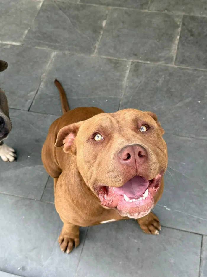 Cachorro ra a Pit-Bull idade 7 a 11 meses nome Noah