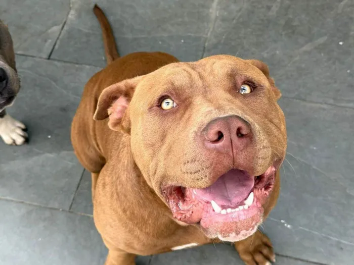 Cachorro ra a Pit-Bull idade 7 a 11 meses nome Noah