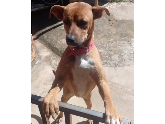 Cachorro ra a SRD-ViraLata idade 2 a 6 meses nome Arana 