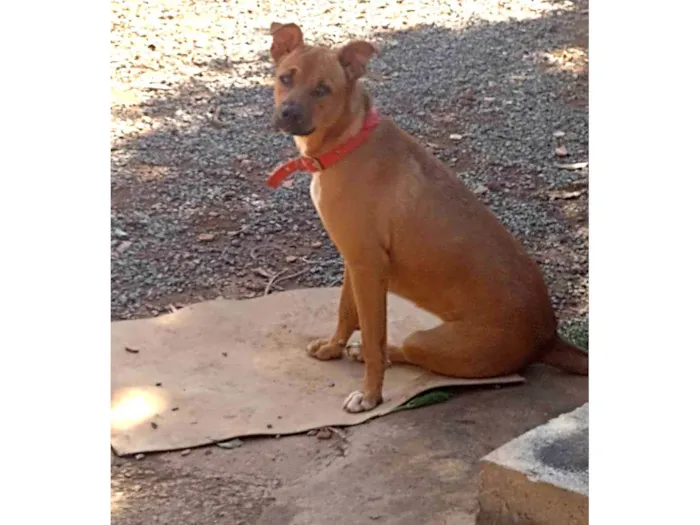 Cachorro ra a SRD-ViraLata idade 2 a 6 meses nome Arana 