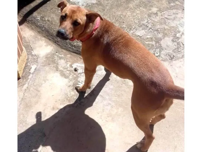 Cachorro ra a SRD-ViraLata idade 2 a 6 meses nome Arana 