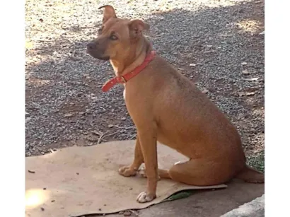 Cachorro raça SRD-ViraLata idade 2 a 6 meses nome Arana 