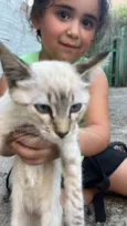 Gato raça SRD-ViraLata idade 2 a 6 meses nome Gabriel e Larissa (Gaga e Lala)