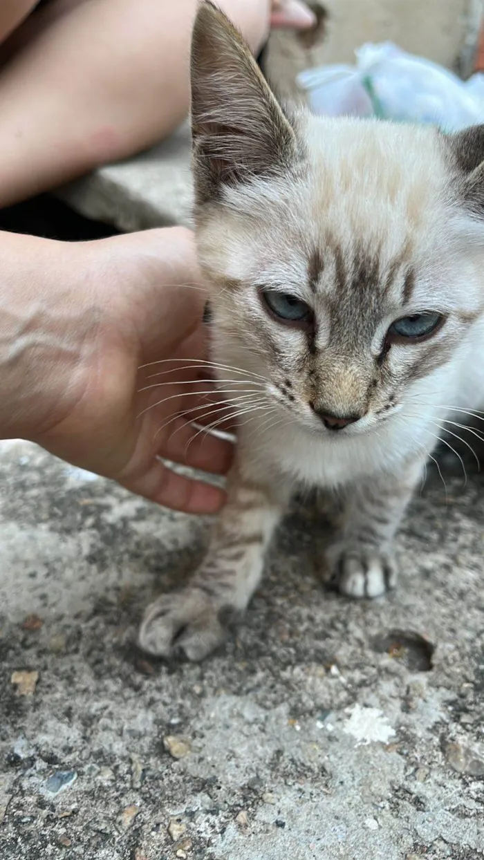Gato raça SRD-ViraLata idade 2 a 6 meses nome Gabriel e Larissa (Gaga e Lala)
