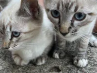 Gato raça SRD-ViraLata idade 2 a 6 meses nome Gabriel e Larissa (Gaga e Lala)