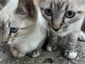Gato raça SRD-ViraLata idade 2 a 6 meses nome Gabriel e Larissa (Gaga e Lala)