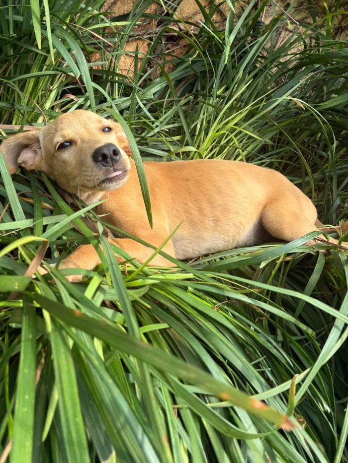 Cachorro ra a SRD-ViraLata idade 2 a 6 meses nome Caramelo