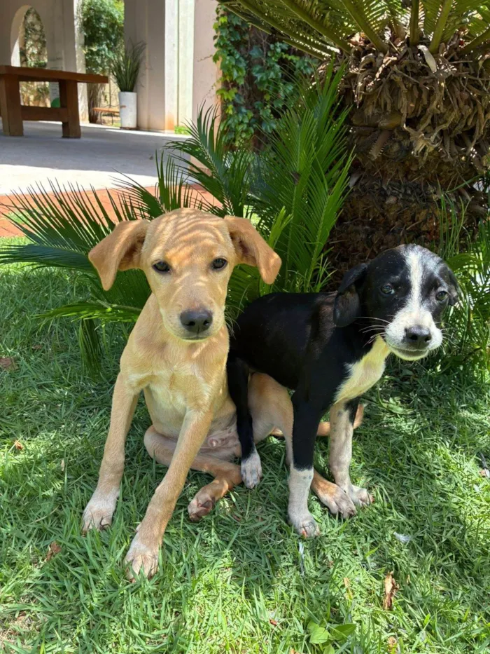 Cachorro ra a SRD-ViraLata idade 2 a 6 meses nome Caramelo
