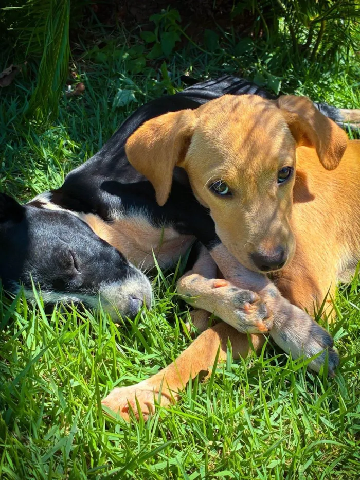 Cachorro ra a SRD-ViraLata idade 2 a 6 meses nome Caramelo