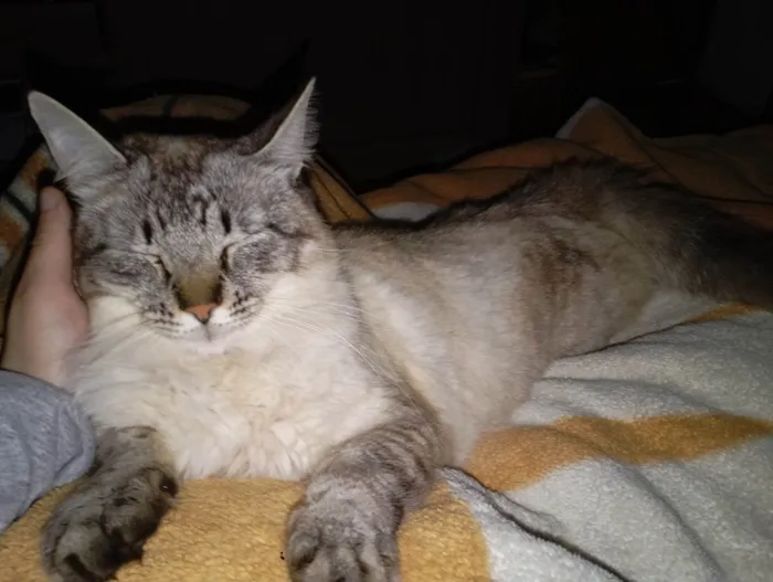 Gato raça Siamês idade 1 ano nome Gatão 