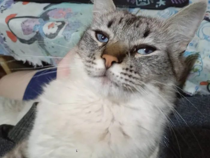 Gato raça Siamês idade 1 ano nome Gatão 