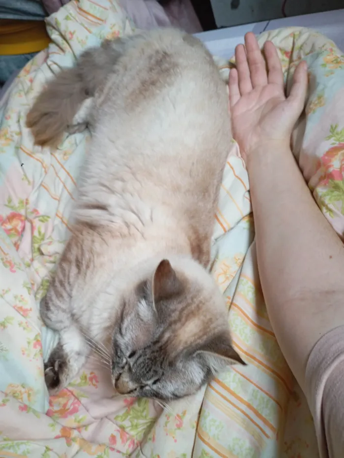 Gato raça Siamês idade 1 ano nome Gatão 