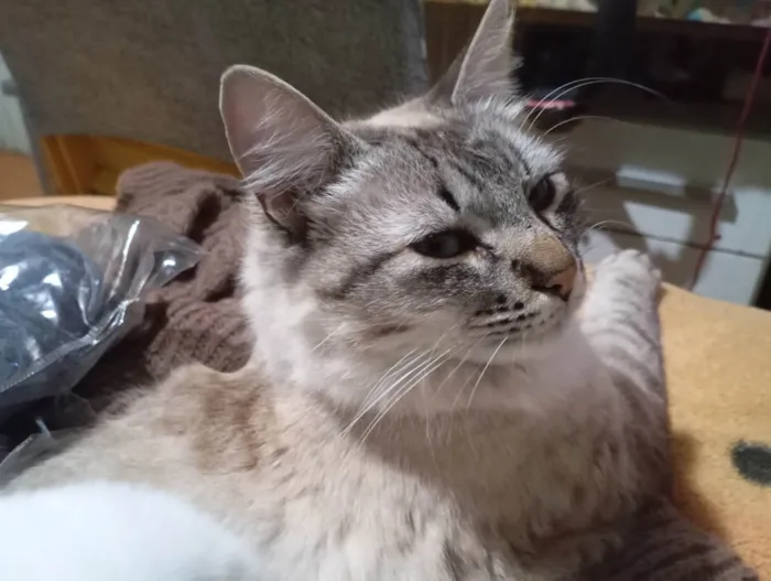 Gato raça Siamês idade 1 ano nome Gatão 