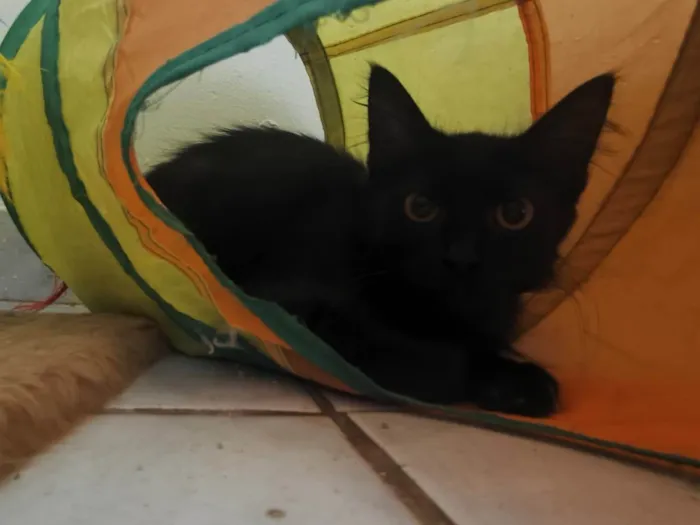 Gato raça SRD-ViraLata idade 2 a 6 meses nome Gatinho preto