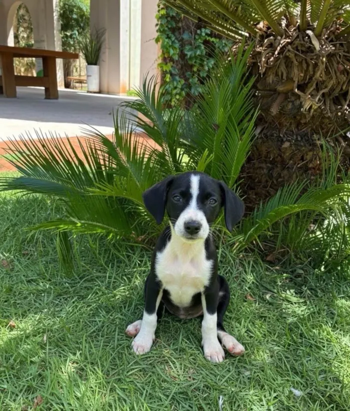 Cachorro ra a SRD-ViraLata idade 2 a 6 meses nome Prestigio