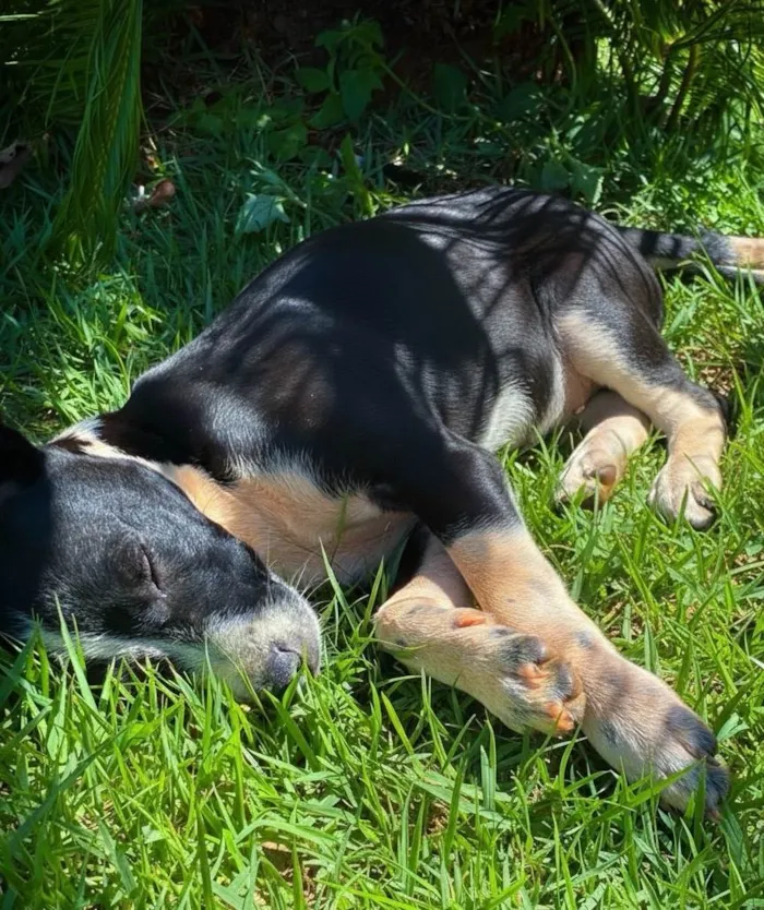 Cachorro ra a SRD-ViraLata idade 2 a 6 meses nome Prestigio