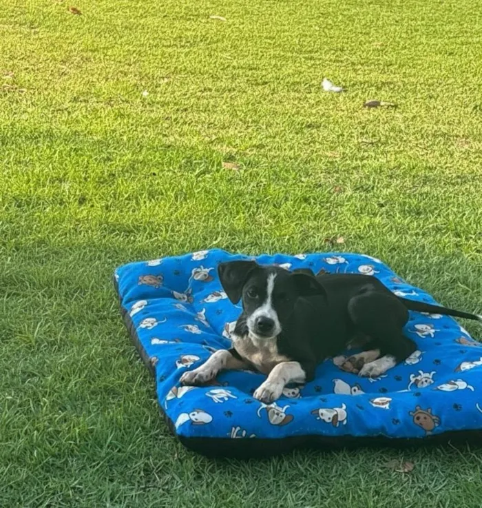 Cachorro ra a SRD-ViraLata idade 2 a 6 meses nome Prestigio