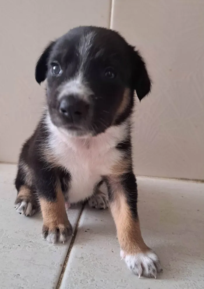 Cachorro ra a SRD-ViraLata idade Abaixo de 2 meses nome Por ser muito pequeno, ainda não tem nome