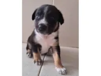 Cachorro raça SRD-ViraLata idade Abaixo de 2 meses nome Por ser muito pequeno, ainda não tem nome